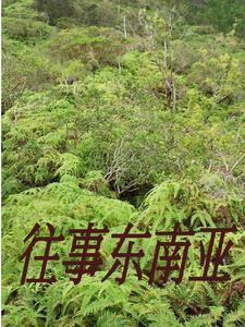 被困缅北
