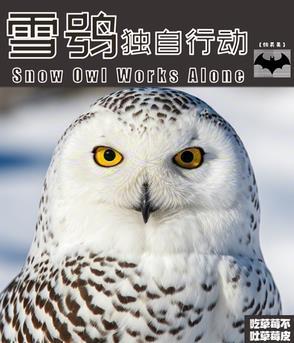 雪鸮突击队是什么